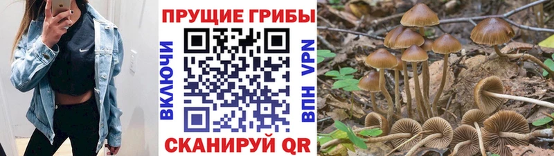 Галлюциногенные грибы Psilocybine cubensis  Моршанск 